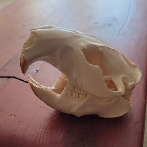 Animal Skull Decor